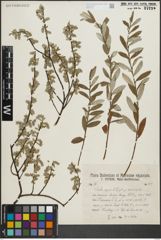 Foto von Salix repens L.